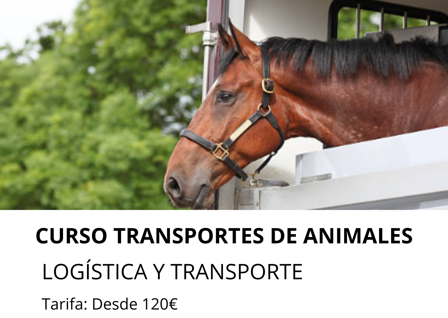 curso logistica y transporte - Transporte  de animales