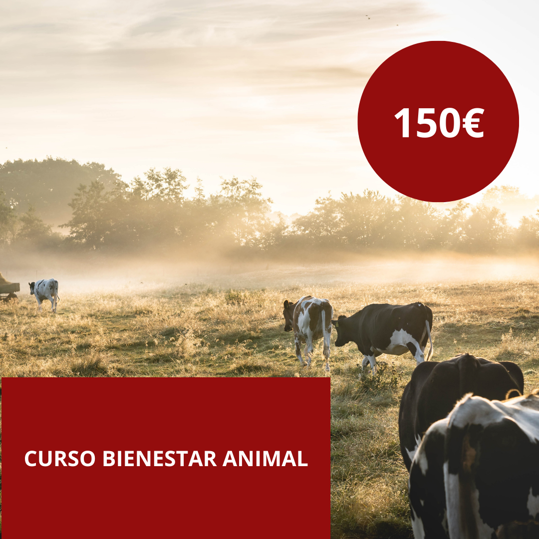 donde hacer el curso de bienestar animal